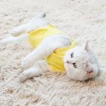 켈리몰 강아지 고양이 환묘 환견 중성화복 중성화수술복 환묘옷 오버그루밍 : Kelly Mall