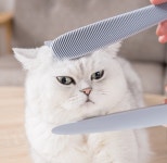 고양이 그루밍빗 그루밍 브러쉬 털제거 : 지고독