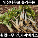 4박스 국내산 황칠나무진액 엑기스 건강즙 효능 : 불로초황칠나라