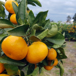 제주과일 당도 높은 맛좋은 타이벡 노지 감귤 5kg 서귀포 은순이네 감귤 농장 : 행이마켓