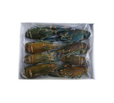 [세트]마라소스200g포함+민물가재 마라롱샤 크레이피쉬 6/8미 : 서진무역- 민물가재 직수입