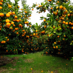 제주과일 당도 높은 맛좋은 타이벡 노지 감귤 5kg 서귀포 은순이네 감귤 농장 : 행이마켓