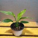 꽃이피는극락조( 새순이 나오네요) 새로입고 : 범수농장