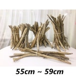 드리프트우드 55cm-59cm : 바다나무