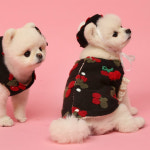 강아지 모자 펫츠앤미 체리봉봉 강아지 베레모 애견 악세사리 겨울모자 악세사리 : PICKYSHOP 피키샵