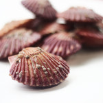 창영수산 산지직송 홍가리비 1kg : 창영수산 양식장