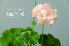 유럽제라늄 예거서스 모르모르 마르타 모카 자르 13 포함 30cm / 듀가르송 / deuxgarcons Europe Geranium Jägershus Mormor Märta... 