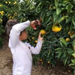 [제주민스농원] 제주 서귀포 효돈 감귤(밀감) 10kg : 민스농원