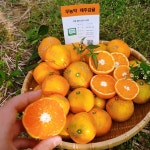 [제주살레왓농장] 무농약 제주감귤 10kg / 수확부터 판매, 포장까지 농부가 직접해요 : 살레왓