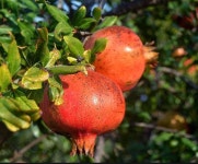 석류나무 묘목 품종 (슈퍼왕단석류) 1 년생 : 농원의 모든것