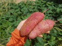 담이농장 저탄소유기농 꿀밤고구마 10kg, 꼬마싸이즈 : 유기농담이농장