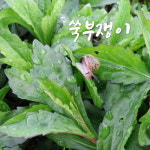 지리산 건 쑥부쟁이 나물 80g 1봉 : 지리산자연밥상