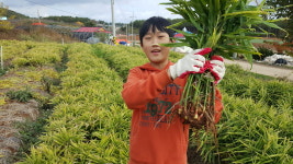 서산 토종생강. 마룡도원 토종생강 5kg : 마룡도원