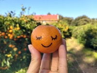 (꿈꾸는 만다린제주 진한맛의 M, L, 2L사이즈이상 비가림감귤 2.5kg,5kg,9kg/29,000원부터 : 꿈꾸는 만다린