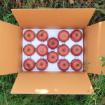 청송 달달 농원 햇 꿀 부사 시나노 골드 사과 10kg : 청송 달달농원