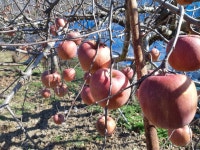 지리산 부사사과 5kg : 지리산 정영농장