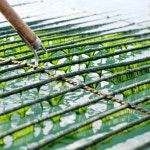 2025 청정 완도 건조 매생이 대용량 30블럭 동결건조 건매생이 : 오가닉네이처