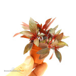 수초-미니포트 페르엔시스-작은화분  수족관 수중식물 : 헬로아쿠아