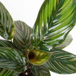 칼라데아 뷰티스타 10cm 희귀식물 반려식물 인테리어 : 축하화환 근조화환 개업화분