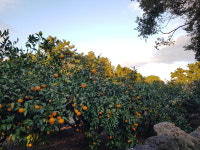 (당일수확/농장직송) 제주감귤 노지 감귤 밀감 5kg, 10kg (로얄과) : 담아잡화점