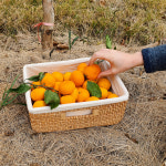 제주 서귀포 GAP 해바담의 새콤달콤 타이벡 감귤 5kg : 산들강바다