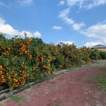 제주 노지 감귤 밀감 타이벡 타이백 감귤 3kg 5kg : 제주미소농장