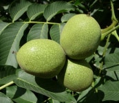 호두나무 묘목 2년생 왜성호두 나무 185 : 한밭농원