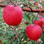 문경 햇 부사 사과 10kg, 산지직송, 과일실중량 : 오투팜 스토어