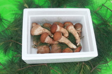 솔푸른 국내산 참송이버섯 상급 500g 무농약 농장직송 : 바르다너