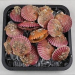 통영 홍 가리비 2kg 단풍 가리비 관자 : 인싸 매직