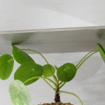 공기정화식물 목대있는 필레아페페 (수경식물로도 가능) : 플라워무드