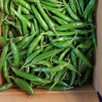 해풍 맞고 자라 아삭아삭한 장아찌용 풋고추 4kg 8kg : 무지개빛 농장