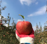 청송 꿀사과 홍로 가정용 선물용 추석선물세트 3kg 5kg : 청송사과 옛골농원