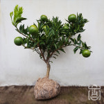 천혜향나무 묘목 공기정화식물 옥상 베란다 과실수 유실수 : 제주화담농장