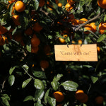 제주섬 농장지기 엉클리틀의 12월 수확 감귤 10kg / 쉐어키트 : 엉클리틀