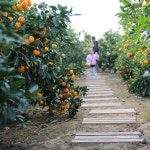 제주섬 농장지기 엉클리틀의 12월 수확 감귤 10kg / 쉐어키트 : 엉클리틀