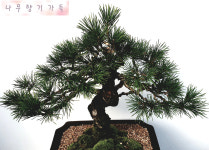 고급스러운 소나무 분재 선물 [나무향기가득] : 나무향기가득