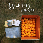 제주섬 농장지기 엉클리틀의 12월 수확 감귤 10kg / 쉐어키트 : 엉클리틀
