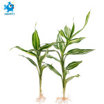 산드리아 2촉 (20cm 전후) : 아쿠아펫수족관