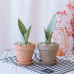 문샤인산세베리아 이태리토분 소형화분 개업선물 실내공기정화식물 반려식물 플랜테리어 : 고은화분