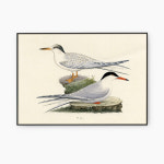 갈매기그림 횟집 바닷가 물고기 일러스트 캔버스 그림액자 인테리어소품 ORR259 : 삼영홈데코