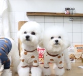 부띠끄멍 2컬러 사이즈 S-XL 강아지 곰돌이 실내복 핸드메이드 티셔츠 : 마이앨리스독