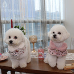 부띠끄멍 2컬러 사이즈S-XL 핸드메이드 트위드 케이프 넥 워머 : 마이앨리스독