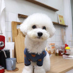 부띠끄멍 2컬러 사이즈 S-XL 강아지 곰돌이 실내복 핸드메이드 티셔츠 : 마이앨리스독