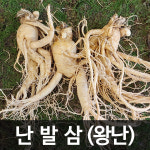 금산인삼 수삼 난발삼 왕난 (750g) (5 - 6뿌리) 국내산 : 청명네이처