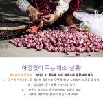 샬롯 (Shallot) 1kg : 호아마이주식회사