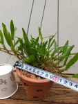 행복한꽃순이 / 디네마토분걸이분 : 행복한꽃순이