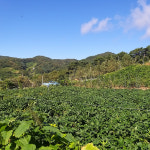 지리산 8남매 고추장1kg 시골 전통 국산 수제 태양초 김원규 고추장 : 지리산8남매