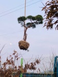 정원수 소나무 적송 근경20 : 삼산솔밭농장