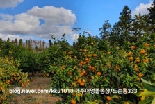 서귀포달콤귤 고당도 제주노지감귤 5kg,10kg (제주어멍똘농장) : 제주 어멍똘농장- 착한농부
